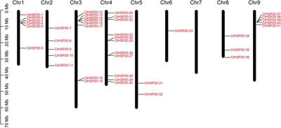 Genome-Wide Analysis of the HSP20 Gene Family and Expression Patterns of HSP20 Genes in Response to Abiotic Stresses in Cynodon transvaalensis